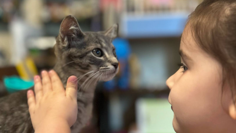 From the Classroom to the Alleyway: This Teacher Is Rescuing Camden’s Cats