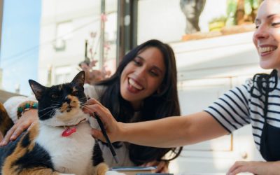The Beginning of Something Pawsome: Gilu Has Officially Launched!