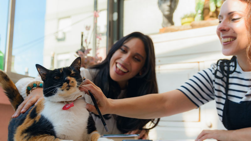 The Beginning of Something Pawsome: Gilu Has Officially Launched!