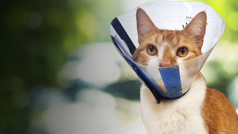 Dumpling’s Tail Amputation