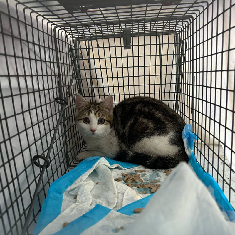 012-From-the-Classroom-to-the-Alleyway-This-Teacher-Is-Rescuing-Camdens-Cats