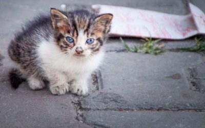 🐾 The 5 Most Common Mistakes People Make During Kitten Season—And What to Do Instead