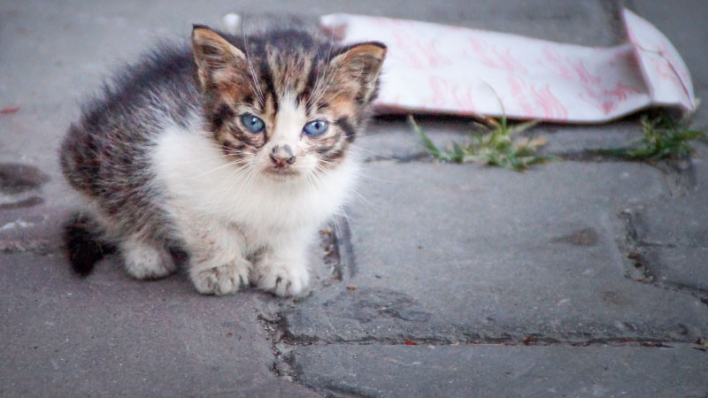 🐾 The 5 Most Common Mistakes People Make During Kitten Season—And What to Do Instead