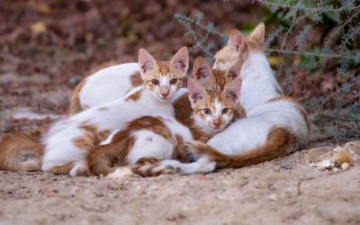⚖️ Beyond the Streets: Why We Must Change the Laws to Protect Cats