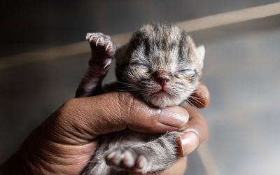 🐾 Inside a Rescue During Kitten Season: What It Really Takes to Save Lives