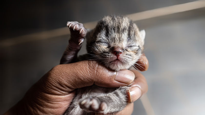 🐾 Inside a Rescue During Kitten Season: What It Really Takes to Save Lives