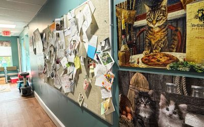 Forgotten Cats: The Organization That Never Turned Away