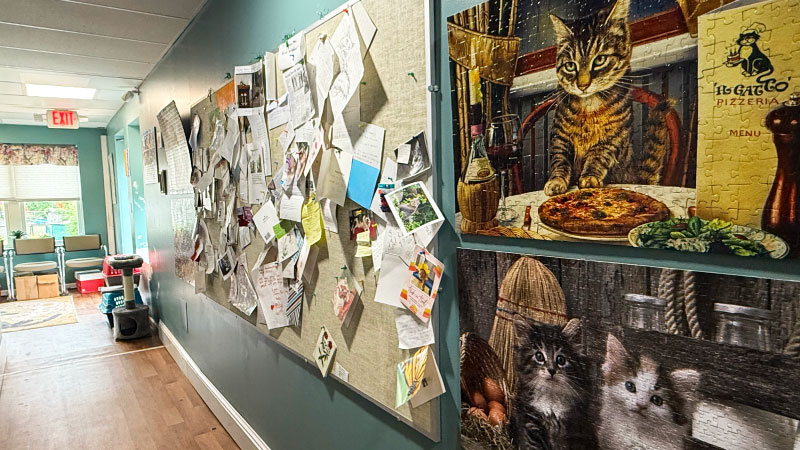 Forgotten Cats: The Organization That Never Turned Away