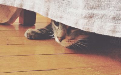 Booms, Hides, and Human Hugs: A Cat’s Guide to Surviving Fireworks Season