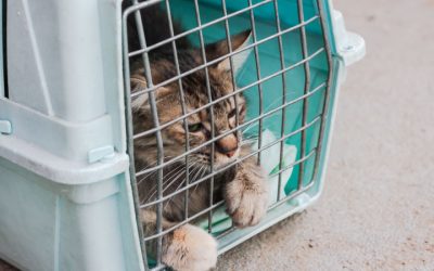 What TNVR Looks Like in Summer: A Rescue Reality Check