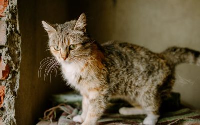 Summer Break Shouldn’t Mean Pet Abandonment