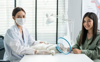 Why Sterilizing Your Cat Matters: Pros, Cons, and What to Know by Sex & Age