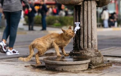 Too Hot to Handle: Summer Heat Safety Tips for Community Cats