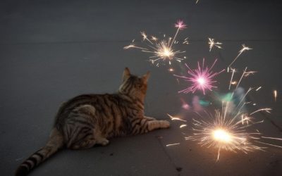 How Fireworks Impact Feral Cats—And What You Can Do About It