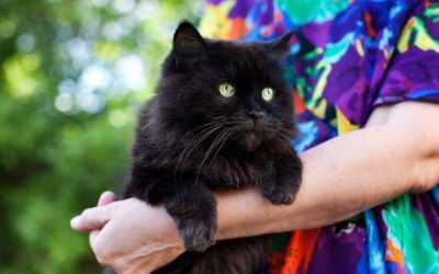 Are Black Cats Really Bad Luck? Myths, Facts, and Adoption Truths