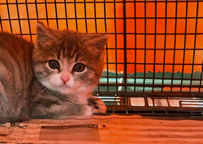 Kitten Season Support for Forgotten Cats