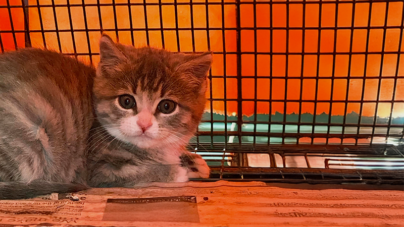 Kitten Season Support for Forgotten Cats