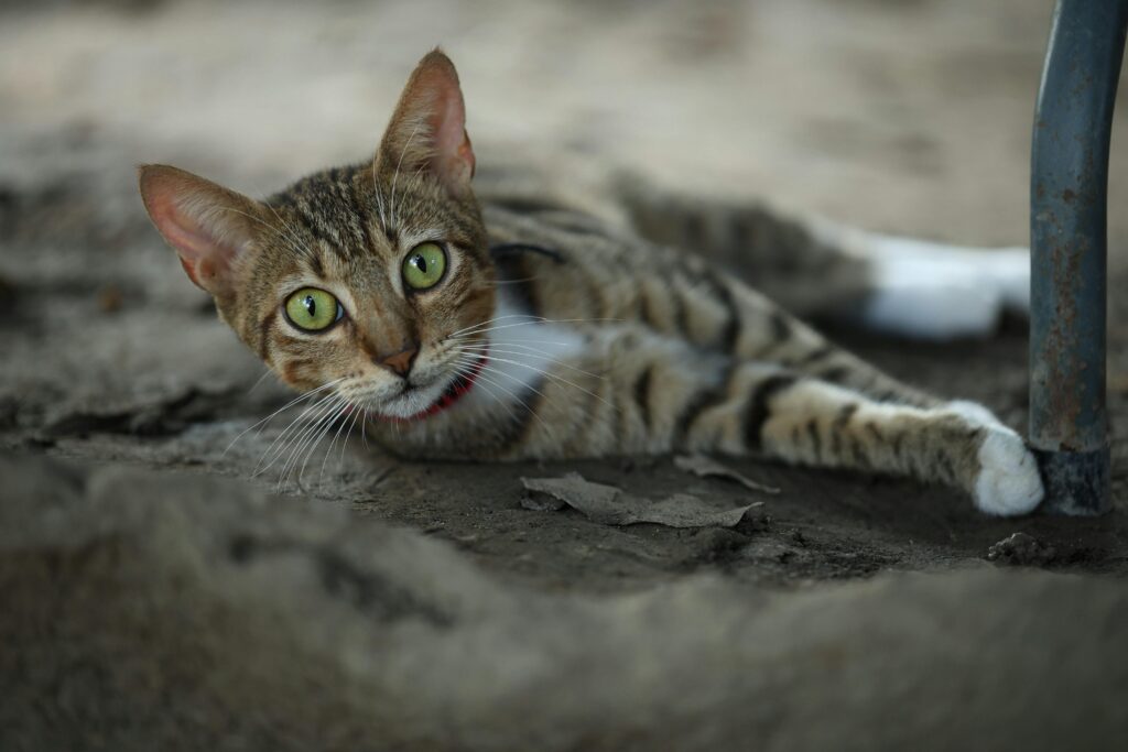 Adopt a Kitten This August: Why Post-Kitten Season is the Purr-fect Time