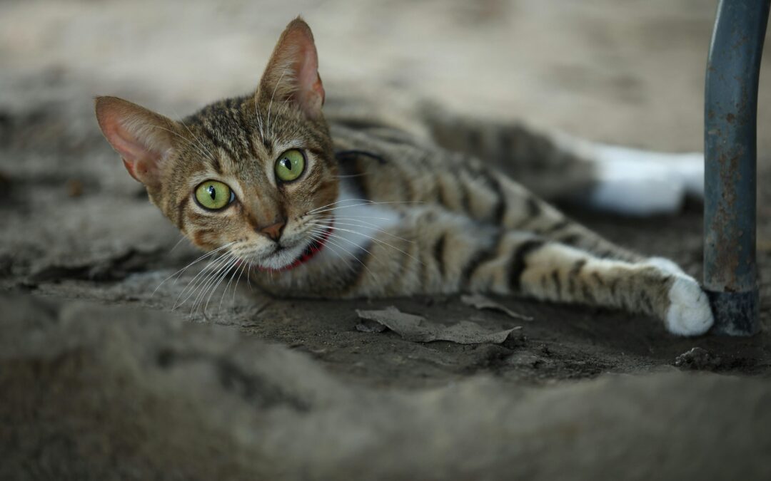 Adopting After Kitten Season: Why August is a Purr-fect Time