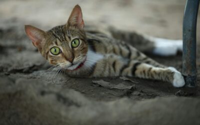 Adopting After Kitten Season: Why August is a Purr-fect Time