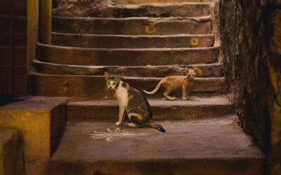 Global Tails of Survival: Celebrating Resilient Cats Around the World