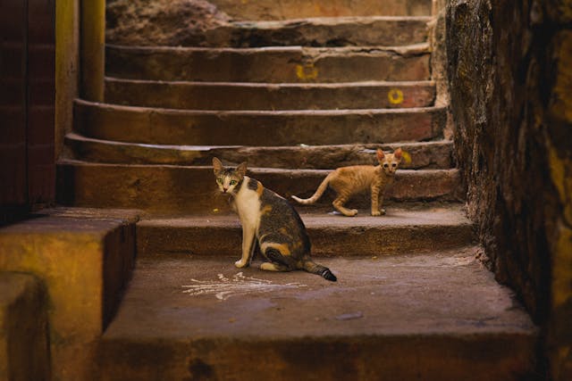International Cat Day