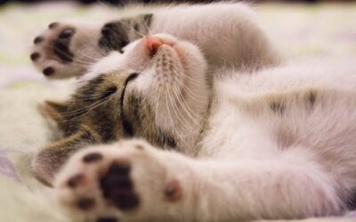When Kitten Season Winds Down: What Happens Next?