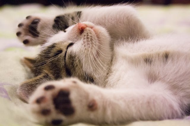 Kitten Season