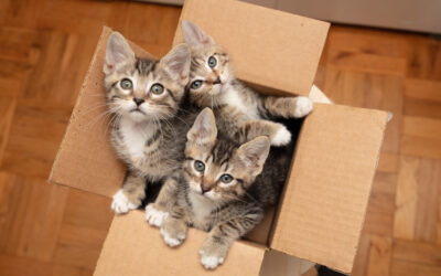 Caring for Cats Means Caring for Yourself, Too