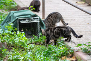 A humane cat trap set on the grass, lined with newspaper and with a small dish of food placed at the far end.