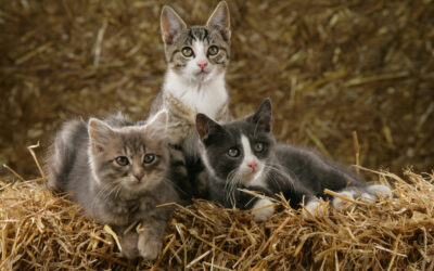 From Street to Stable: How Barn Cats Help Communities