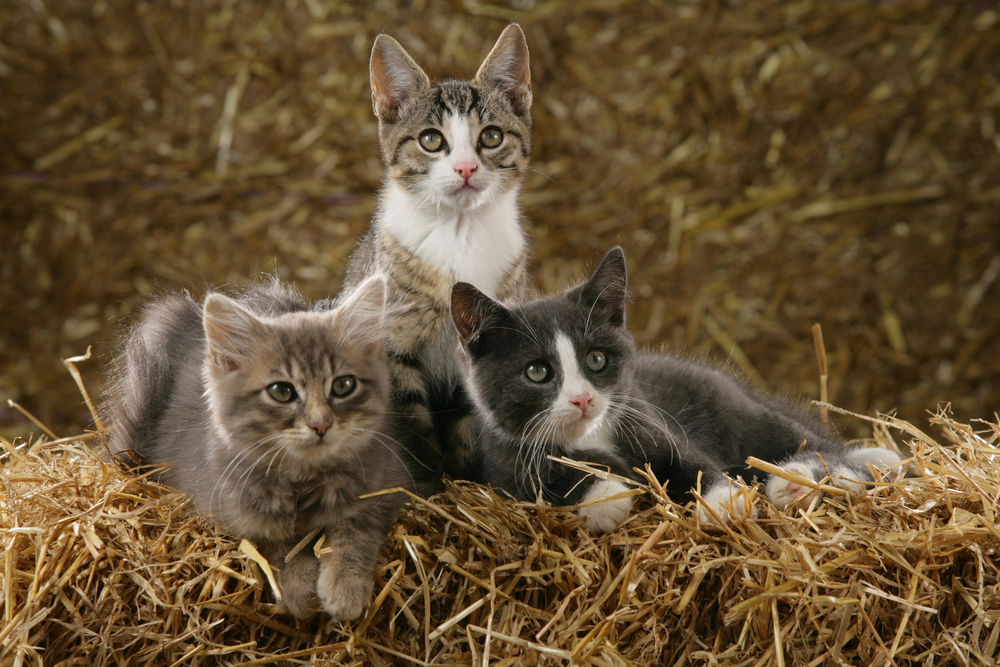From Street to Stable: How Barn Cats Help Communities