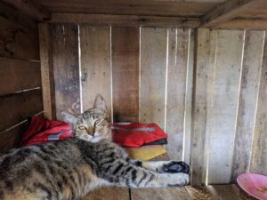 From Street to Stable: How Barn Cats Help Communities