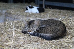 From Street to Stable: How Barn Cats Help Communities