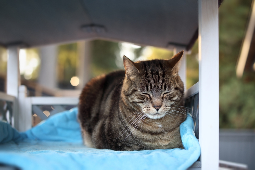 Keeping Outdoor Cats Safe During Fireworks