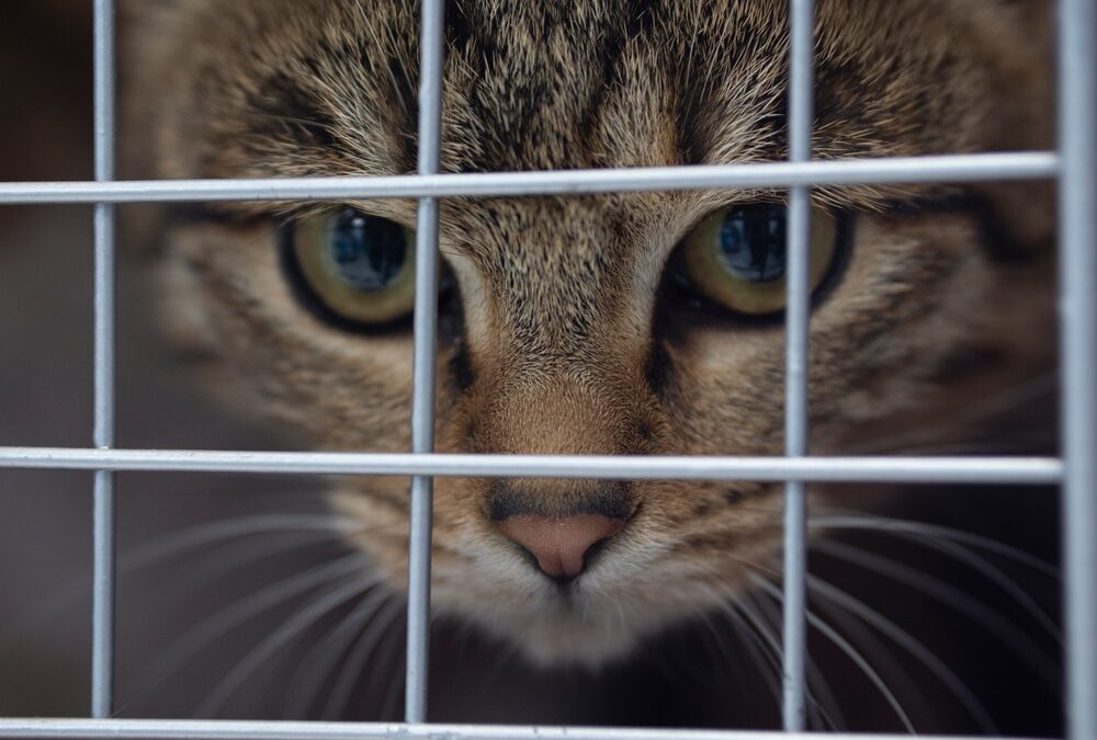 Everything You Need to Know to Trap a Cat for the First Time—and What to Do Once You Trapped It!