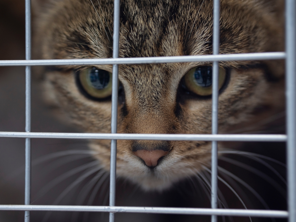 Everything You Need to Know to Trap a Cat for the First Time—and What to Do Once You Trapped It!
