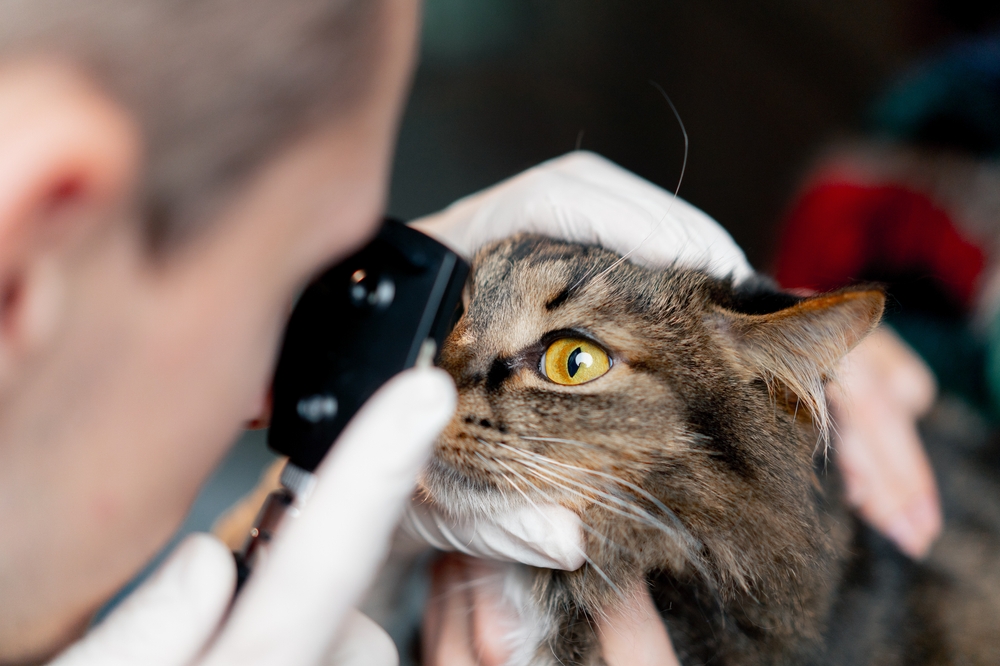 Is Pet Insurance Worth It? A Practical Guide for Cat Owners