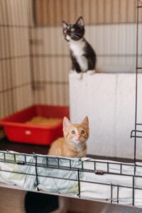 Young tabby cat around 6 months old sitting in a shelter kennel looking directly at camera
