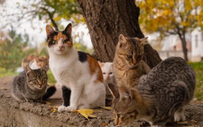 Preparing Outdoor Cat Colonies for Fall: Your Complete Checklist