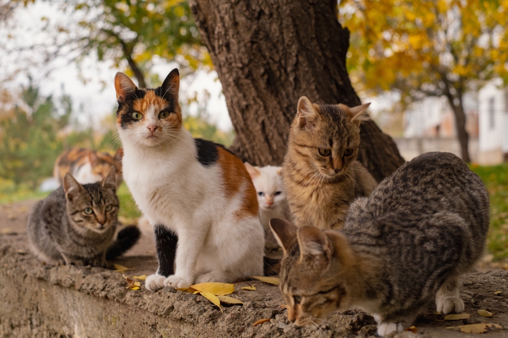 Preparing Outdoor Cat Colonies for Fall: Your Complete Checklist