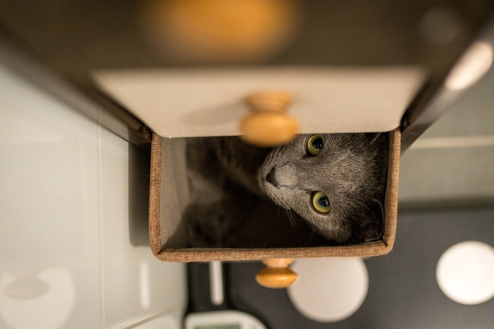 Why Cats Hide: Understanding Feline Behavior During Stressful Seasons
