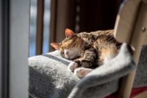 Cozy cat bed with soft blankets positioned near a window with autumn light filtering through