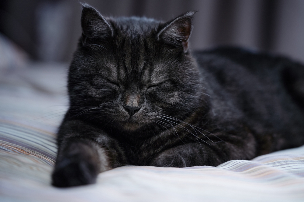 Black Cats in History: From Sacred to Superstitious