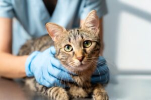 Is Pet Insurance Worth It? A Practical Guide for Cat Owners