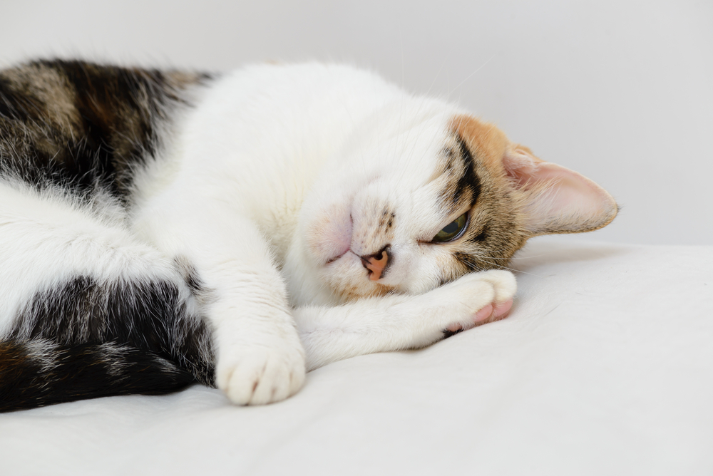 Do Cats Experience Seasonal Depression? Spotting the Signs