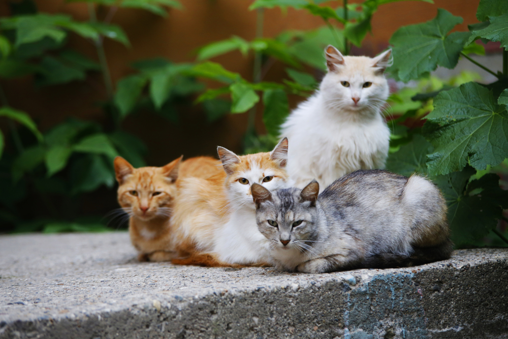 Advocate Effectively: How to Talk to Your Lawmakers About Cats Local