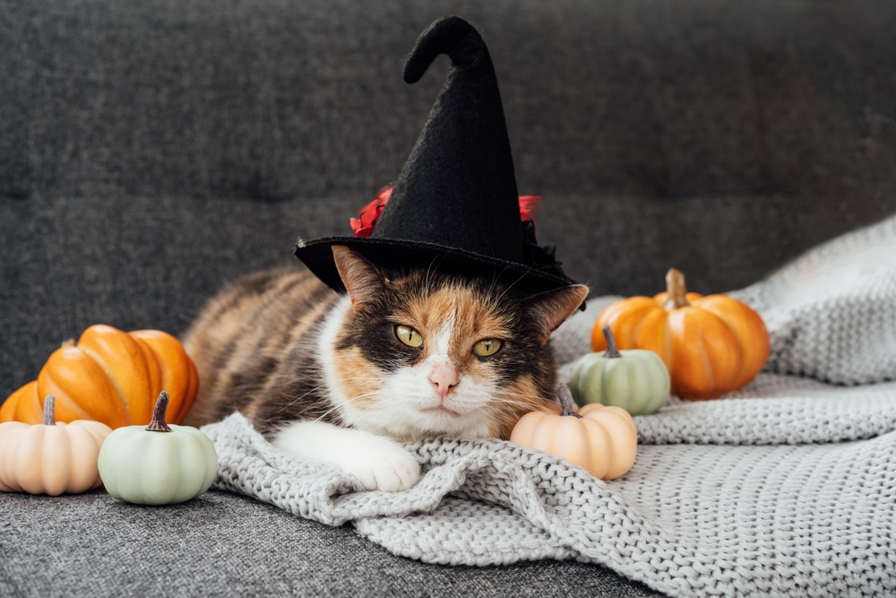 How to Keep Your Cat Safe This Halloween