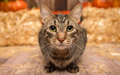 How to Keep Your Cat Safe This Halloween