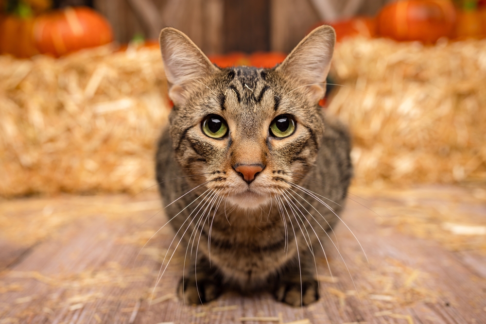 How to Keep Your Cat Safe This Halloween